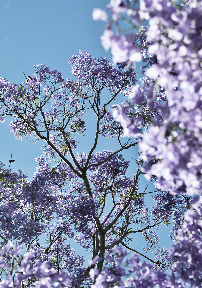 Illustration for article titled Spring has sprung: A Xyl0 photo gallery